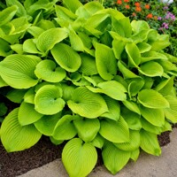 Hosta ´Sum and Substance´ – gigantická zlato-zelená tieňomilná trvalka