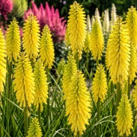 Kniphofia ´Lemon Popsicle´ – citrónovo-žltá fakľa do záhrady