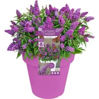 Budleja ´Butterfly Candy Little Cerise´ – kompaktný kvetinový magnet