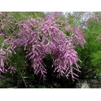 Tamariška - Tamarix ´Pink Cascade´ - 120/140cm