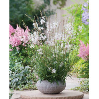 Gaura Lindheimerova ´Elurra´ – elegantná snehobiela trvalka