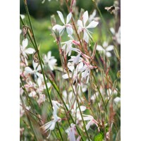 Gaura Lindheimerova ´Elurra´ – elegantná snehobiela trvalka