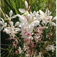 Gaura Lindheimerova ´Geyser White´ – elegantná biela trvalka