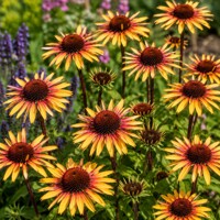 Echinacea purpurová ´Funky Yellow´ – plnokvetá limetkovo-žltá trvalka