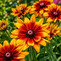 Rudbekia ´Rudy Fire´ – nízka zlato-bronzová trvalka