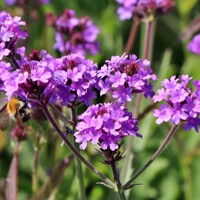 Železník tuhý (Verbena rigida) – nízky fialový pôdopokryvný ker