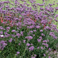 Železník tuhý (Verbena rigida) – nízky fialový pôdopokryvný ker