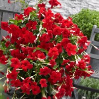 Mandevila červená (Mandevilla hybrida) – prenosná liana na terasu