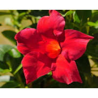 Mandevila červená (Mandevilla hybrida) – prenosná liana na terasu