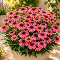 Echinacea purpurová ´Bandolero Rose´ – sýtoružová trvalka pre včely