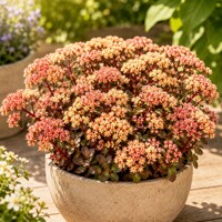 Rozchodník ´Peach Pearls´ – tmavopurpurová jesenná trvalka