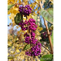 Krásnoplodka Bodinierova ´Magical Purple Pride´ – fialový okrasný ker