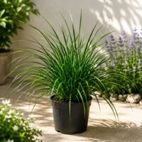 Ostrica ošimská ´Magic Green´ – sýtozelená stálezelená tráva