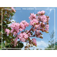 Myrta krepová ´Rhapsody Pink´ – ružová stredomorská drevina