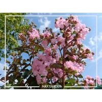 Myrta krepová ´Rhapsody Pink´ – ružová stredomorská drevina