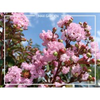 Myrta krepová ´Rhapsody Pink´ – ružová stredomorská drevina