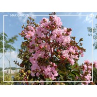 Myrta krepová ´Rhapsody Pink´ – ružová stredomorská drevina