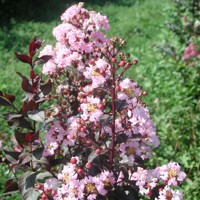 Myrta krepová ´Rhapsody Pink´ – ružová stredomorská drevina