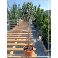 Olivovník európsky (Olea europaea) 50 cm kmeň – oliva na terasu