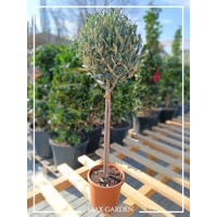 Olivovník európsky (Olea europaea) 50 cm kmeň – oliva na terasu