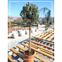 Olivovník európsky (Olea europaea) 50 cm kmeň – oliva na terasu