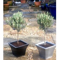 Olivovník európsky (Olea europaea) 50 cm kmeň – oliva na terasu