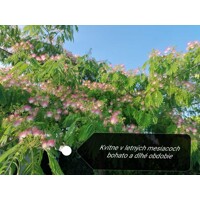 Albízia ružová (Albizia julibrissin) – hodvábny strom s ružovými kvetmi