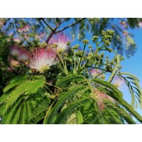 Albízia ružová (Albizia julibrissin) – hodvábny strom s ružovými kvetmi