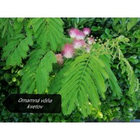 Albízia ružová (Albizia julibrissin) – hodvábny strom s ružovými kvetmi