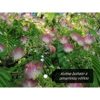Albízia ružová (Albizia julibrissin) – hodvábny strom s ružovými kvetmi