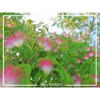 Albízia ružová (Albizia julibrissin) – hodvábny strom s ružovými kvetmi
