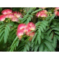 Albízia ružová (Albizia julibrissin) – hodvábny strom s ružovými kvetmi