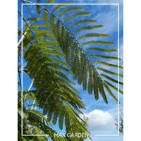 Albízia ružová (Albizia julibrissin) – hodvábny strom s ružovými kvetmi