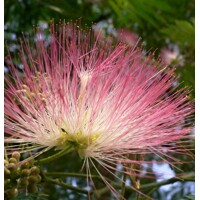 Albízia ružová (Albizia julibrissin) – hodvábny strom s ružovými kvetmi