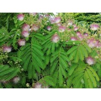Albízia ružová (Albizia julibrissin) – hodvábny strom s ružovými kvetmi