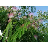Albízia ružová (Albizia julibrissin) – hodvábny strom s ružovými kvetmi