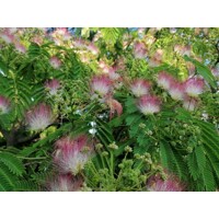Albízia ružová (Albizia julibrissin) – hodvábny strom s ružovými kvetmi