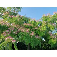 Albízia ružová (Albizia julibrissin) – hodvábny strom s ružovými kvetmi