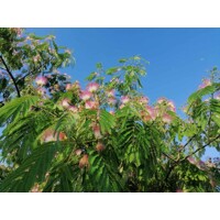 Albízia ružová (Albizia julibrissin) – hodvábny strom s ružovými kvetmi