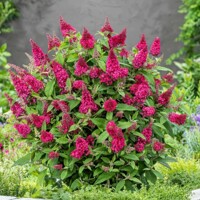 Trpasličia budleja ´Butterfly Candy Little Ruby´ – červený ker