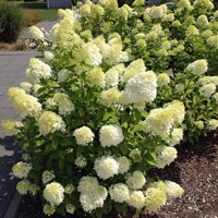 Hortenzia metlinatá ´Bobo®´ – trpasličia biela hortenzia