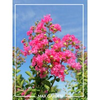 Myrta krepová ´Caroline Beauty´ – Malinovo-červený okrasný ker do záhradyč
