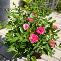 Ruža miniatúrna ´Ružová´ – trpasličí kvitnúci kerík