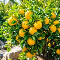Citrónovník Yuzu (Citrus junos) – mrazuvzdorný ázijský citrus