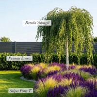 Trendová kombinácia rastlín do záhrady | Okrasné trávy, stromy a šalvie