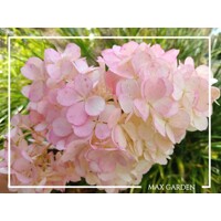 Hortenzia metlinatá - Hydrangea paniculata 'Vanille Fraise'