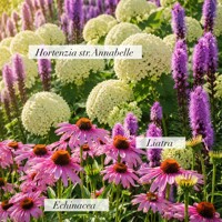 Výsadba s hortenziou Annabelle | Elegantná kombinácia rastlín do záhrady
