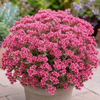 Tučnolist Smithov (Crassula smithii) – vzácny kvitnúci sukulent