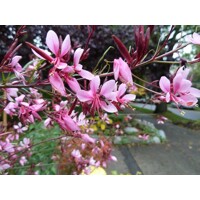 Gaura lindheimeri ´Siskiyou Pink´ – vzdušná ružová trvalka