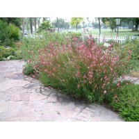 Gaura lindheimeri ´Siskiyou Pink´ – vzdušná ružová trvalka